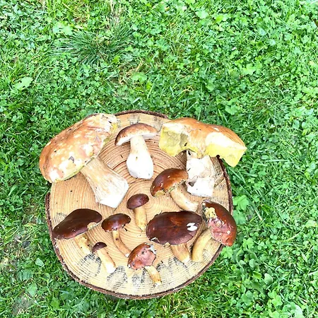 Drevenica Orava *